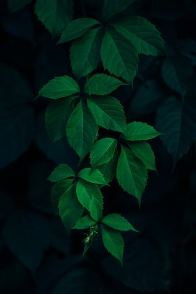 Les trèfles à quatre feuilles : histoire, signification et superstitions