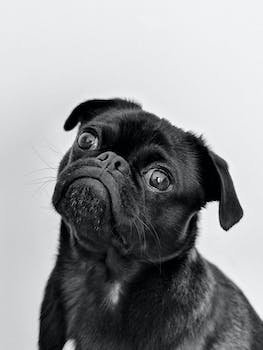 Comment devenir un éducateur canin ?