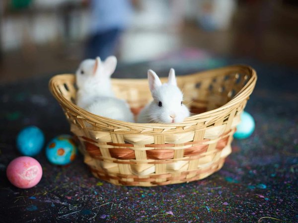 Où mettre le foyer d'un lapin extra nain dans la maison?