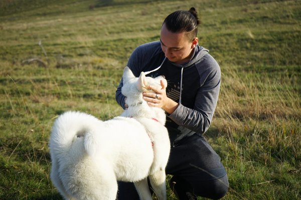 Quel est le meilleur chien de compagnie ?