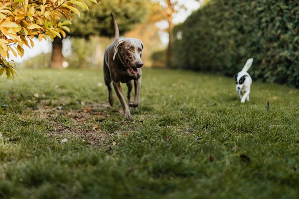Comment les chiens comprennent les bisous ?